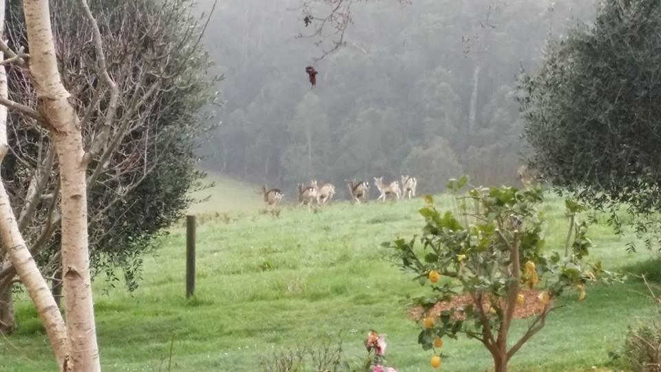 Vivere Retreat Neerim South Buitenkant foto
